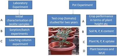 Role of mordenite zeolite in improving nutrient and water use efficiency in Alfisols